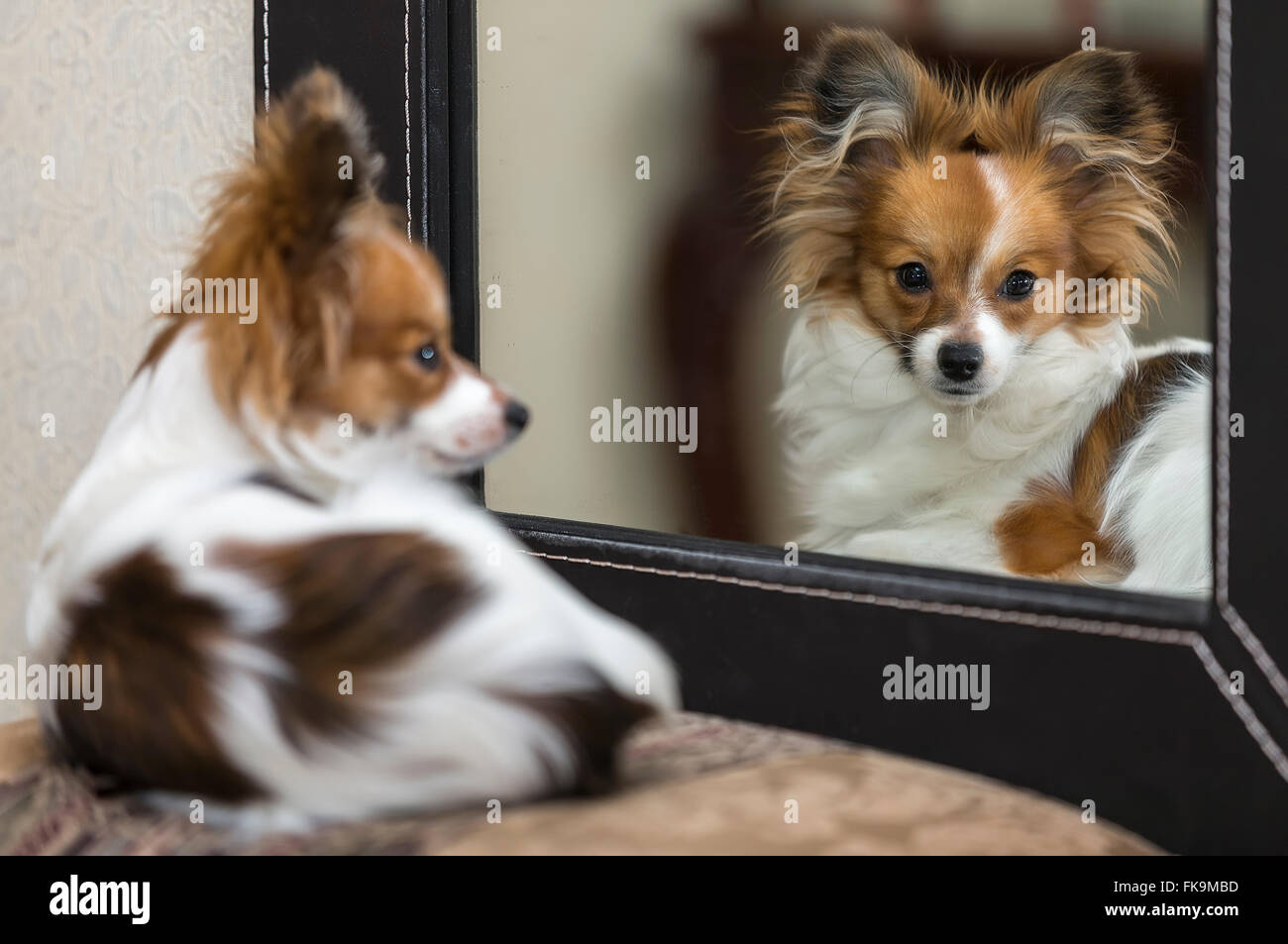 Ritratto di cucciolo di cane Papillon (Canis lupus familiaris) davanti a uno specchio di riflessione. Foto Stock