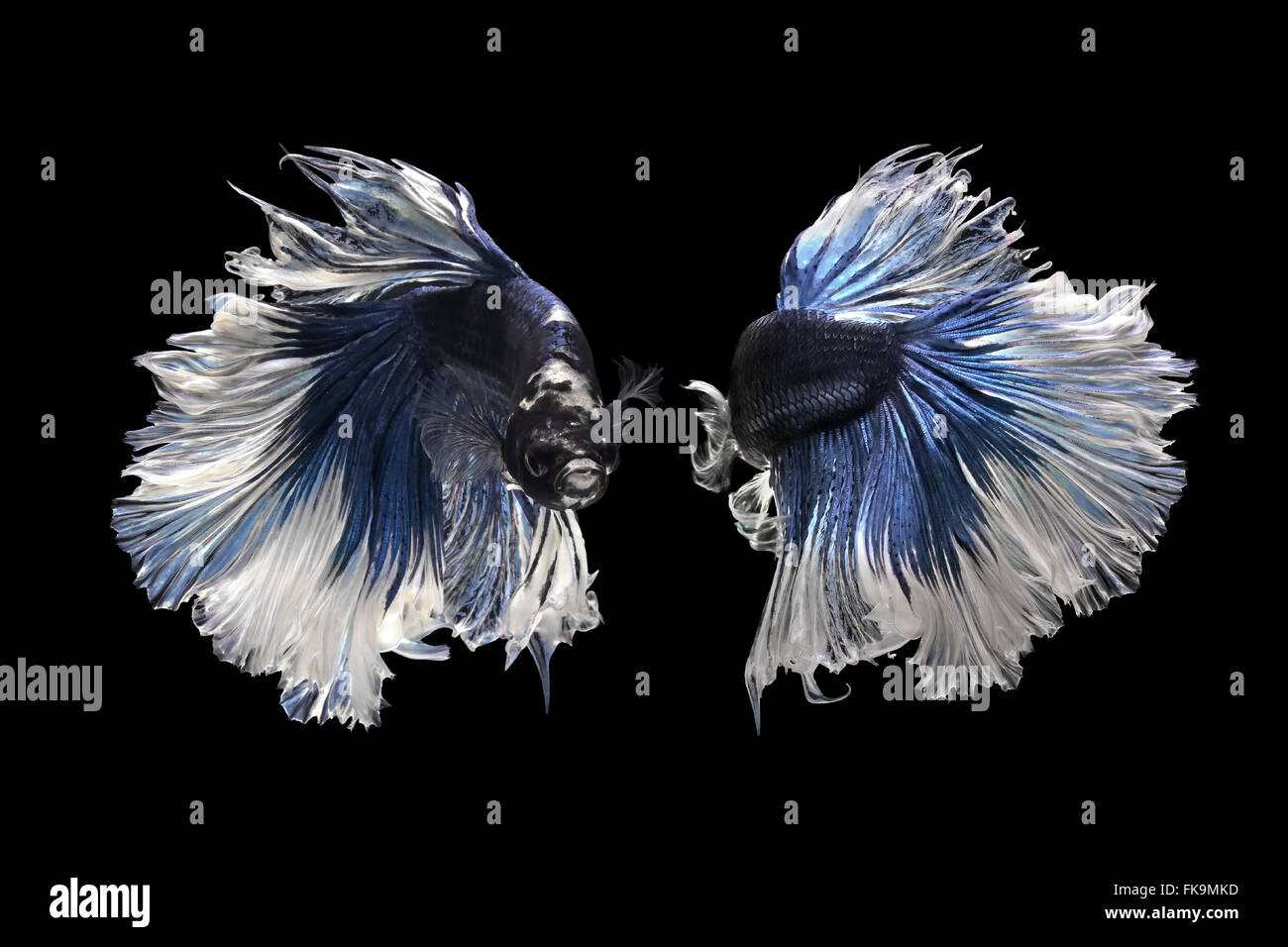 Betta pesce, siamese fighting fish isolati su sfondo nero Foto Stock