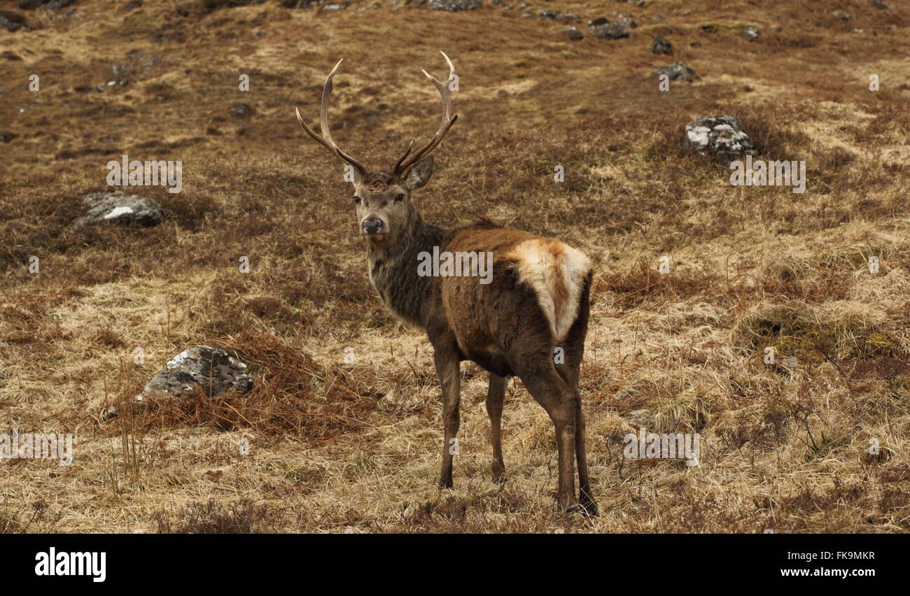 Wild Red Deer Stag nelle Highlands Scozzesi. Foto Stock
