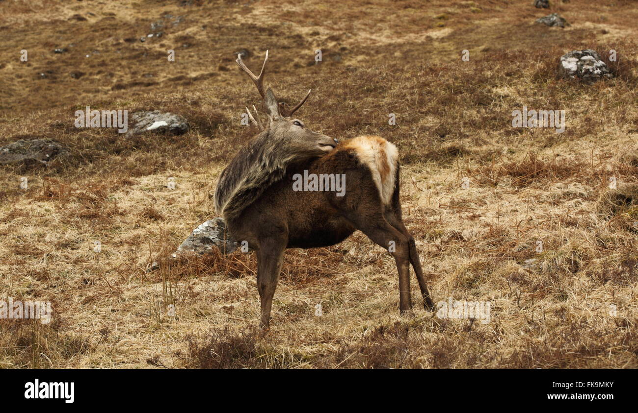 Wild Red Deer Capriolo sulla collina nelle Highlands Scozzesi. Foto Stock