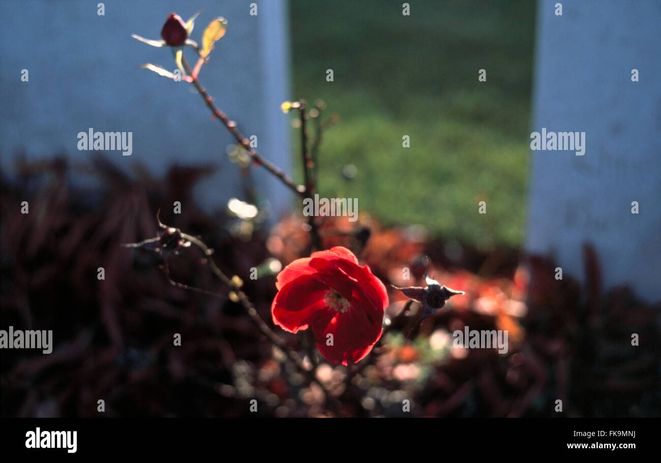 Ajaxnetphoto. somme, Francia. - Tombe di guerra - una rosa nella luce del sole tra due lapidi in un commonwealth britannico la prima guerra mondiale la guerra in prossimità del cimitero vecchio battlefield. foto:jonathan eastland/ajax ref:0012 6a Foto Stock