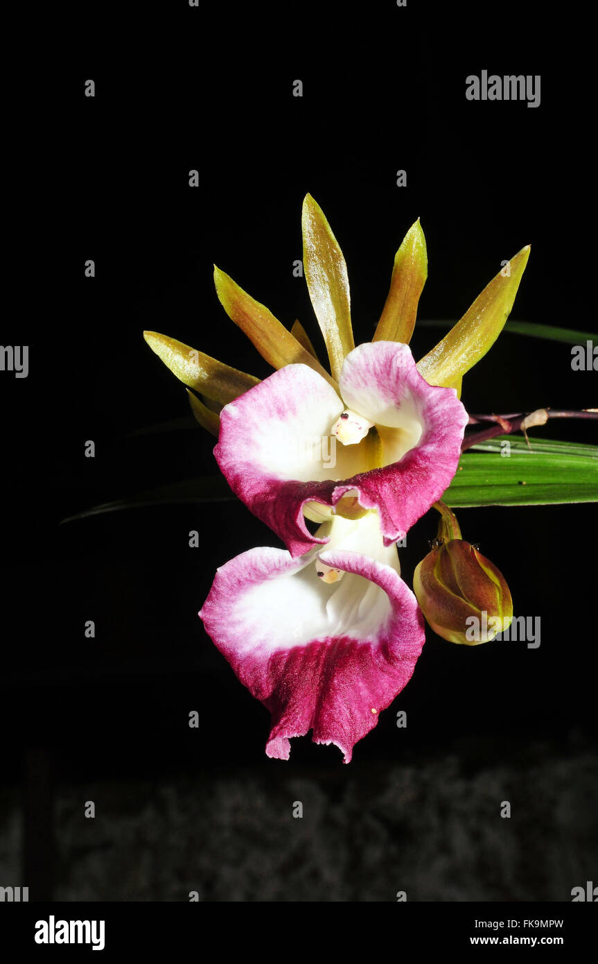 Fioritura di orchidee - Orchidaceae Foto Stock