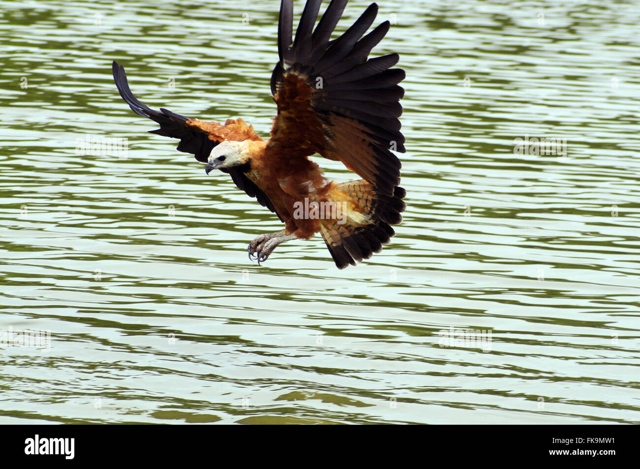 Hawk-intrappolata nella cattura di bel fiume del Pantanal del Pocone - Busarellus nigricollis Foto Stock