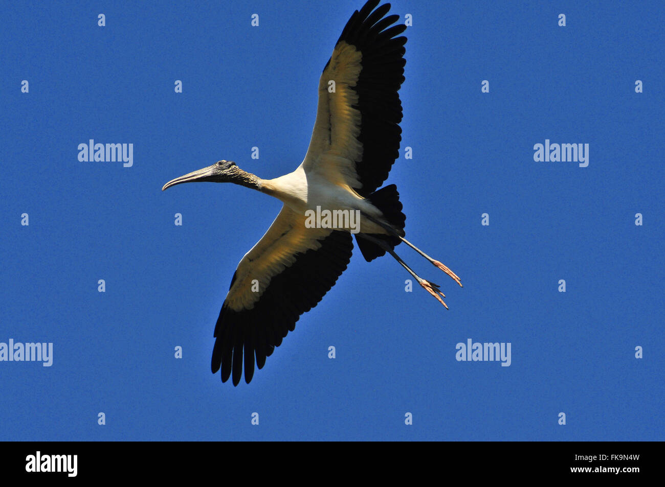 Testa-essiccato nel Pantanal del Pocone - Mycteria americana Foto Stock