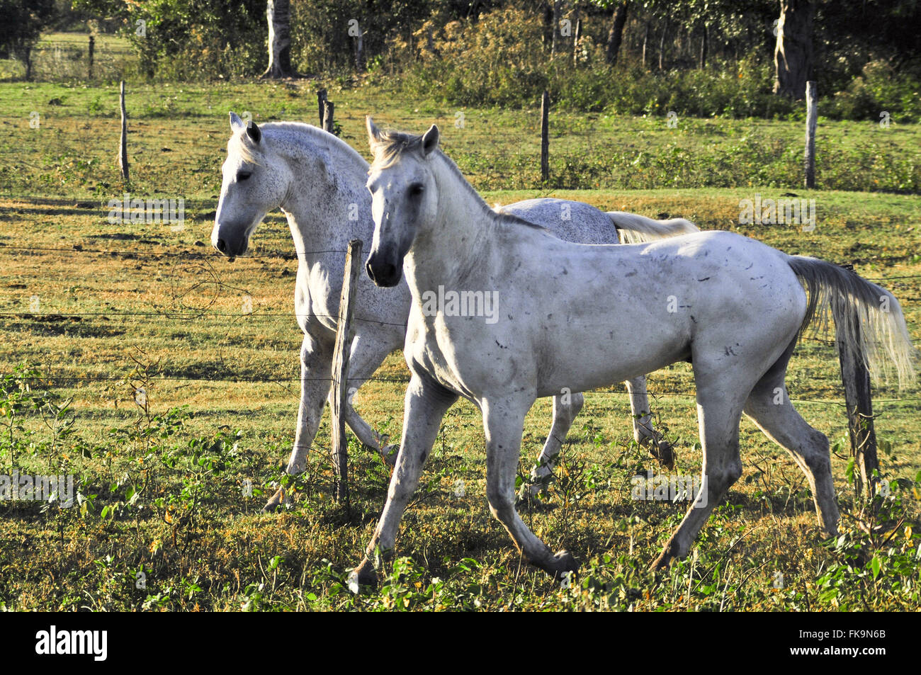 Zona umida di cavalli in una fattoria nel Pantanal Pocone Foto Stock