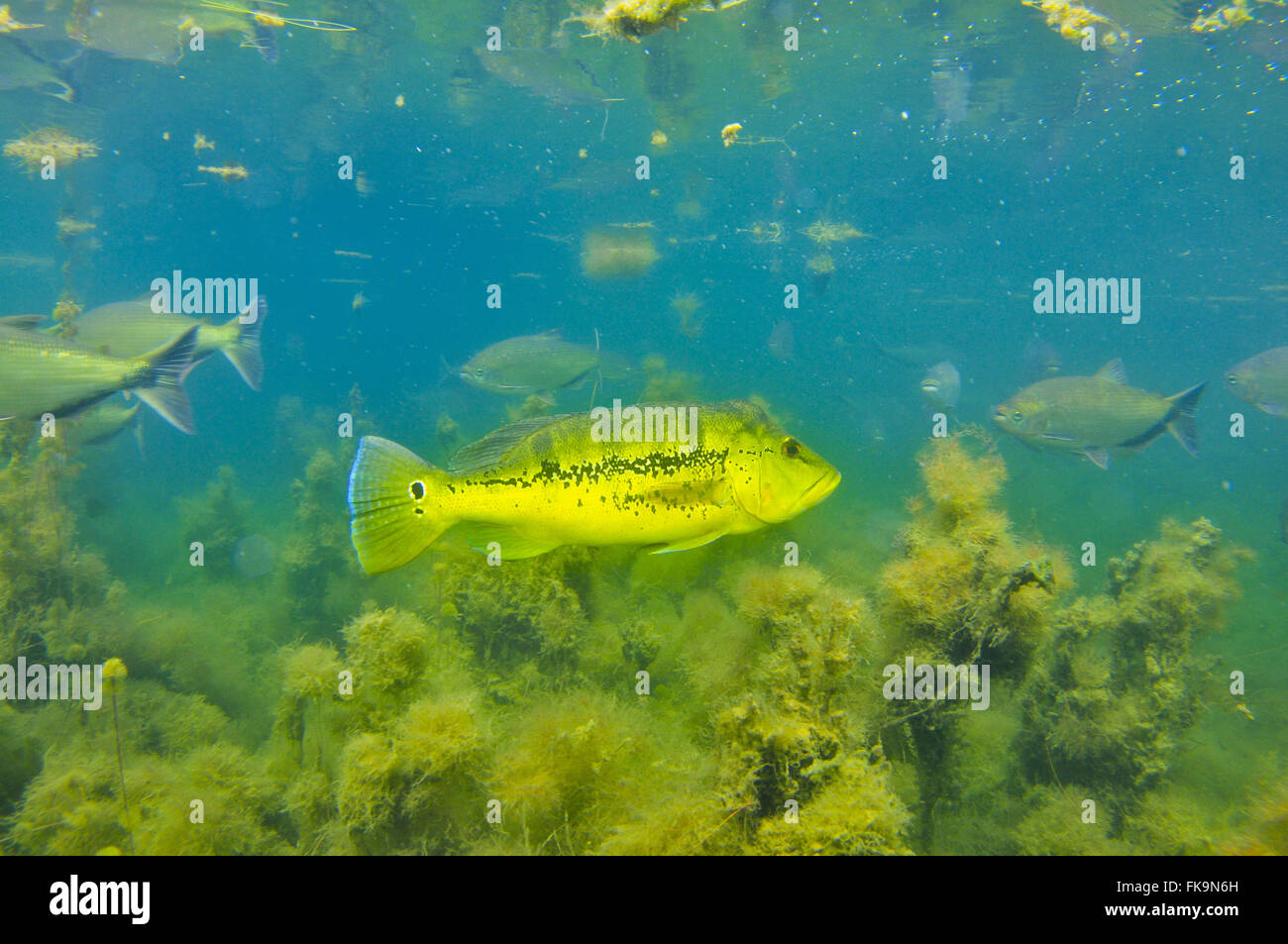 Giallo - Tucunare Cichla ocellaris Foto Stock