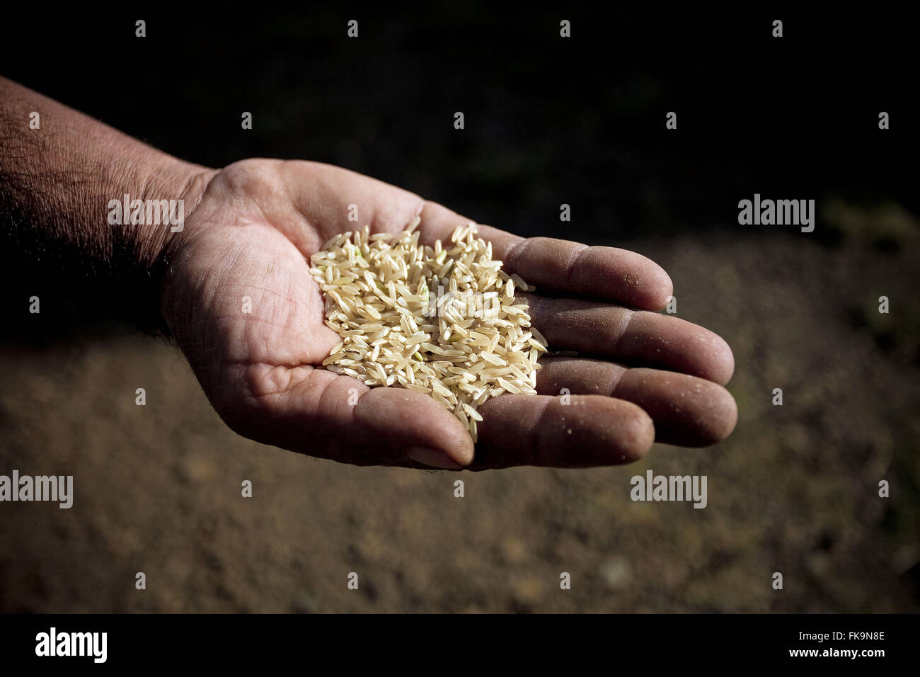 Il campionamento della produzione agricola del riso in Quaraa- stato sudoccidentale di RS Foto Stock