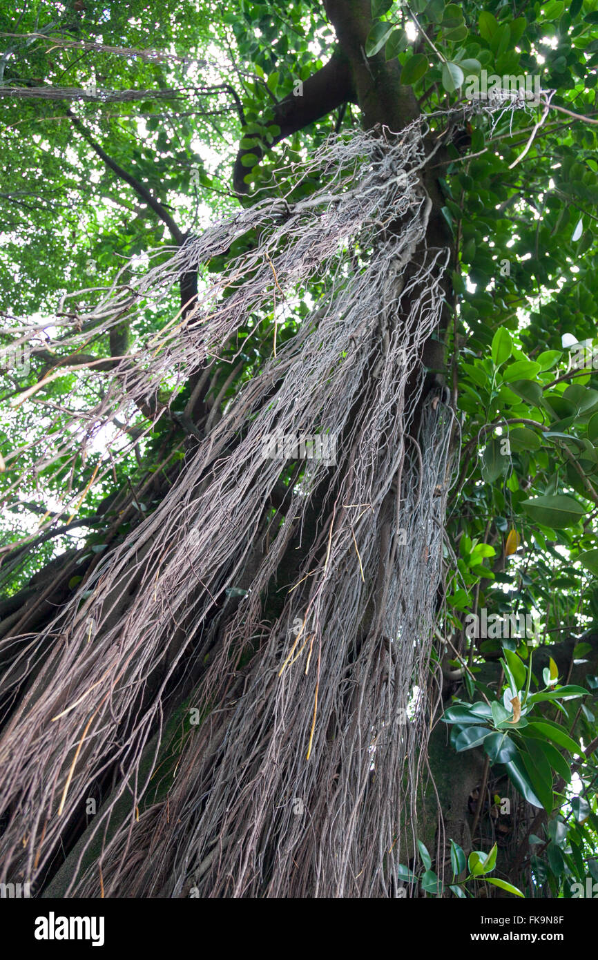 Liane appese verso il basso a partire da un albero in Brasile Foto Stock