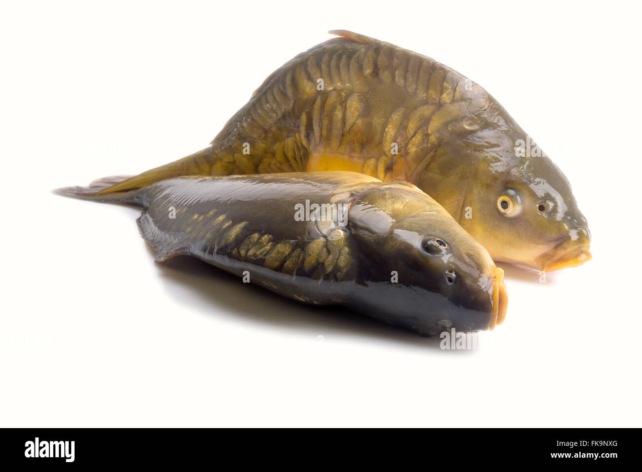Carpa a specchio - peso di 3 libbre di pesce isolato su sfondo bianco Foto Stock