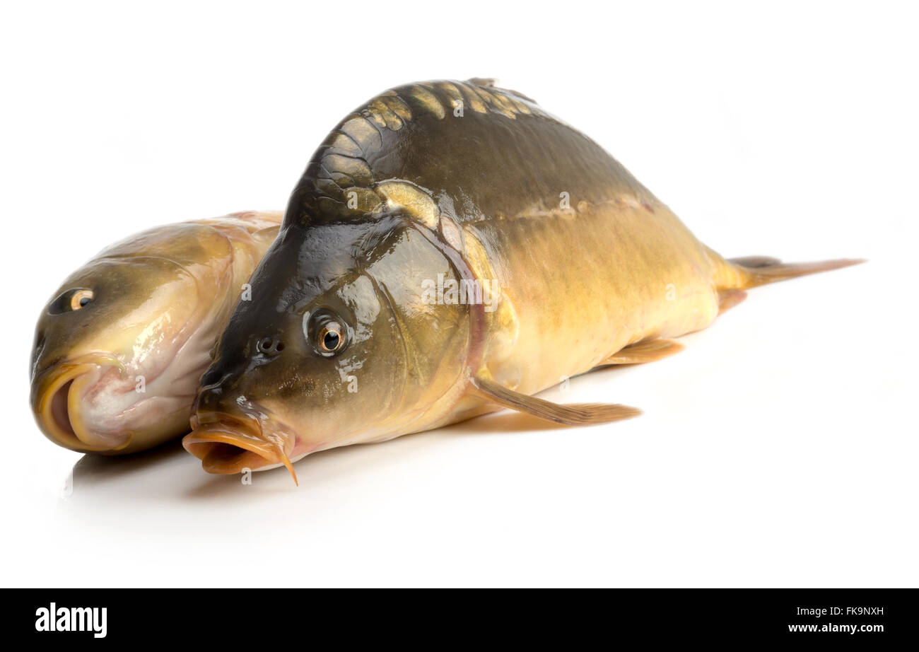 Carpa a specchio - peso di 3 libbre di pesce isolato su sfondo bianco Foto Stock