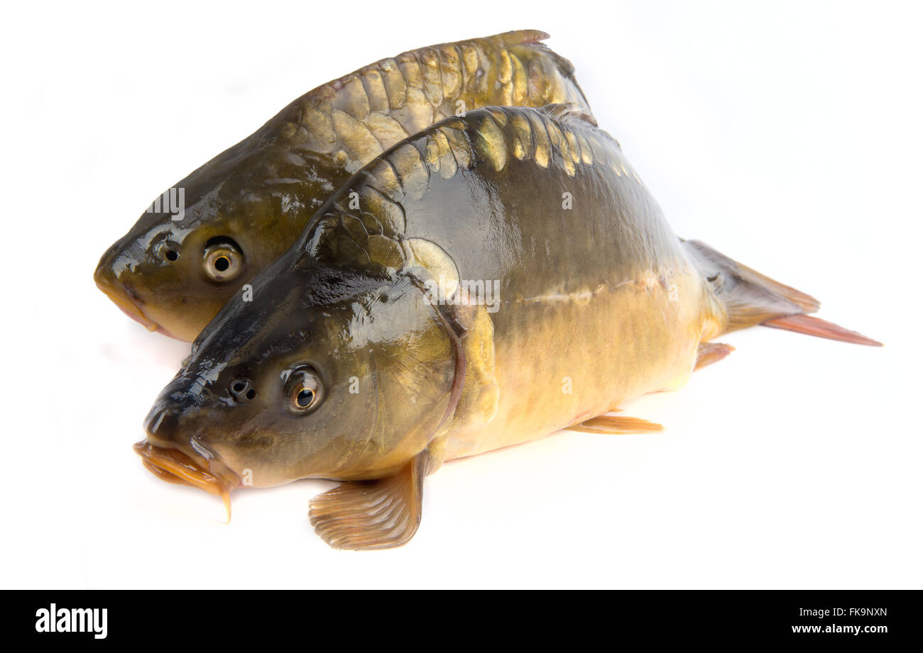 Carpa a specchio - peso di 3 libbre di pesce isolato su sfondo bianco Foto Stock