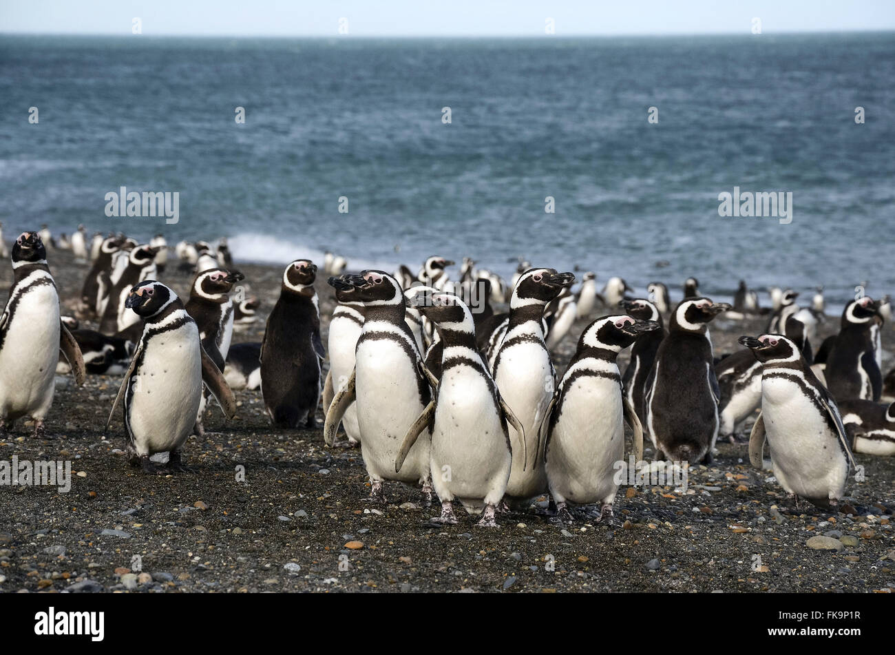 Bando de pinguins-de-magalhães na Reserva Natural Cabo Vírgenes Foto Stock
