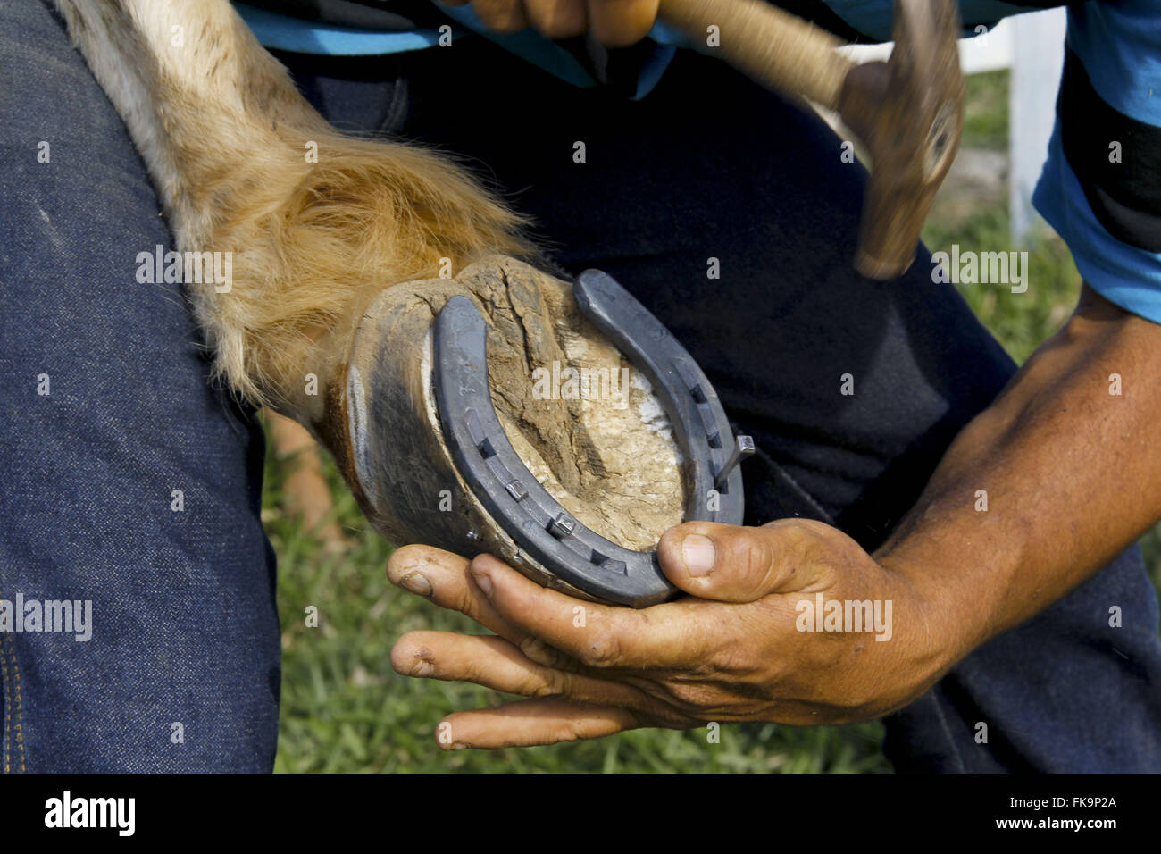 La ferratura - il posizionamento di un animale a ferro di cavallo Foto Stock