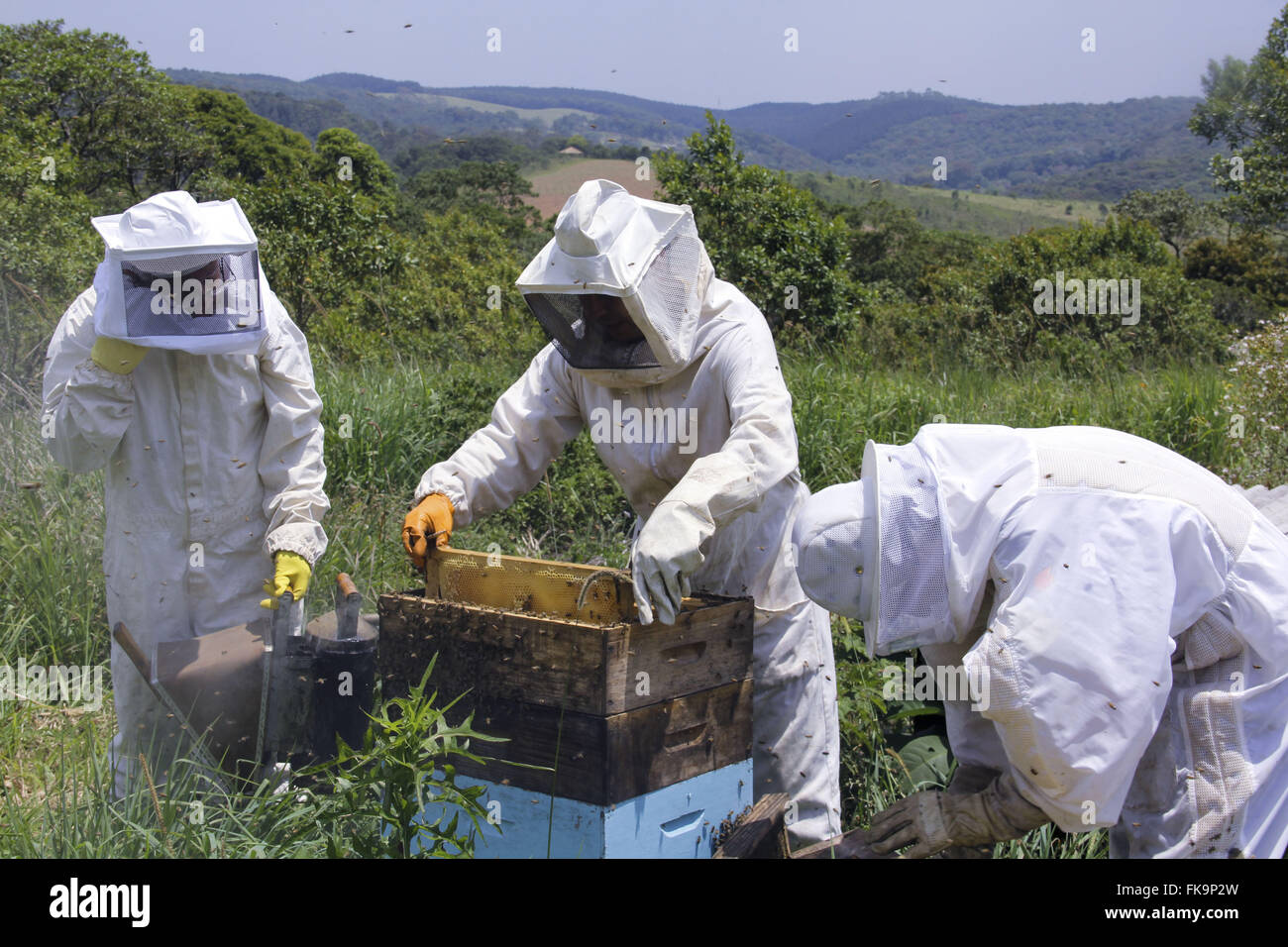 Pest Control nel quartiere apiario Verava - Ibiuna rurale Foto Stock