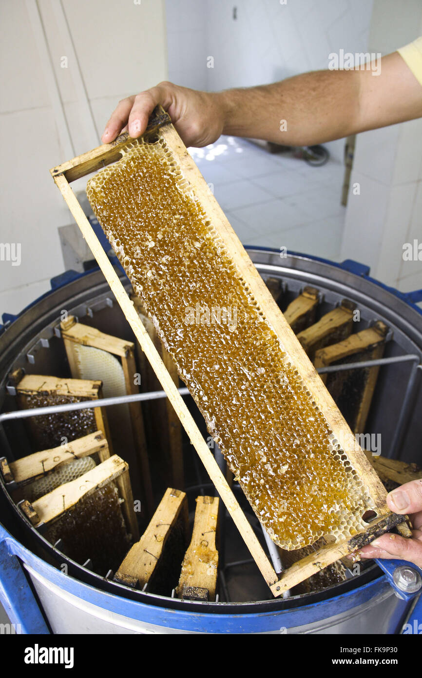 Centrifugate per estrazione del miele dai favi nell'apiario Verava quartiere Foto Stock