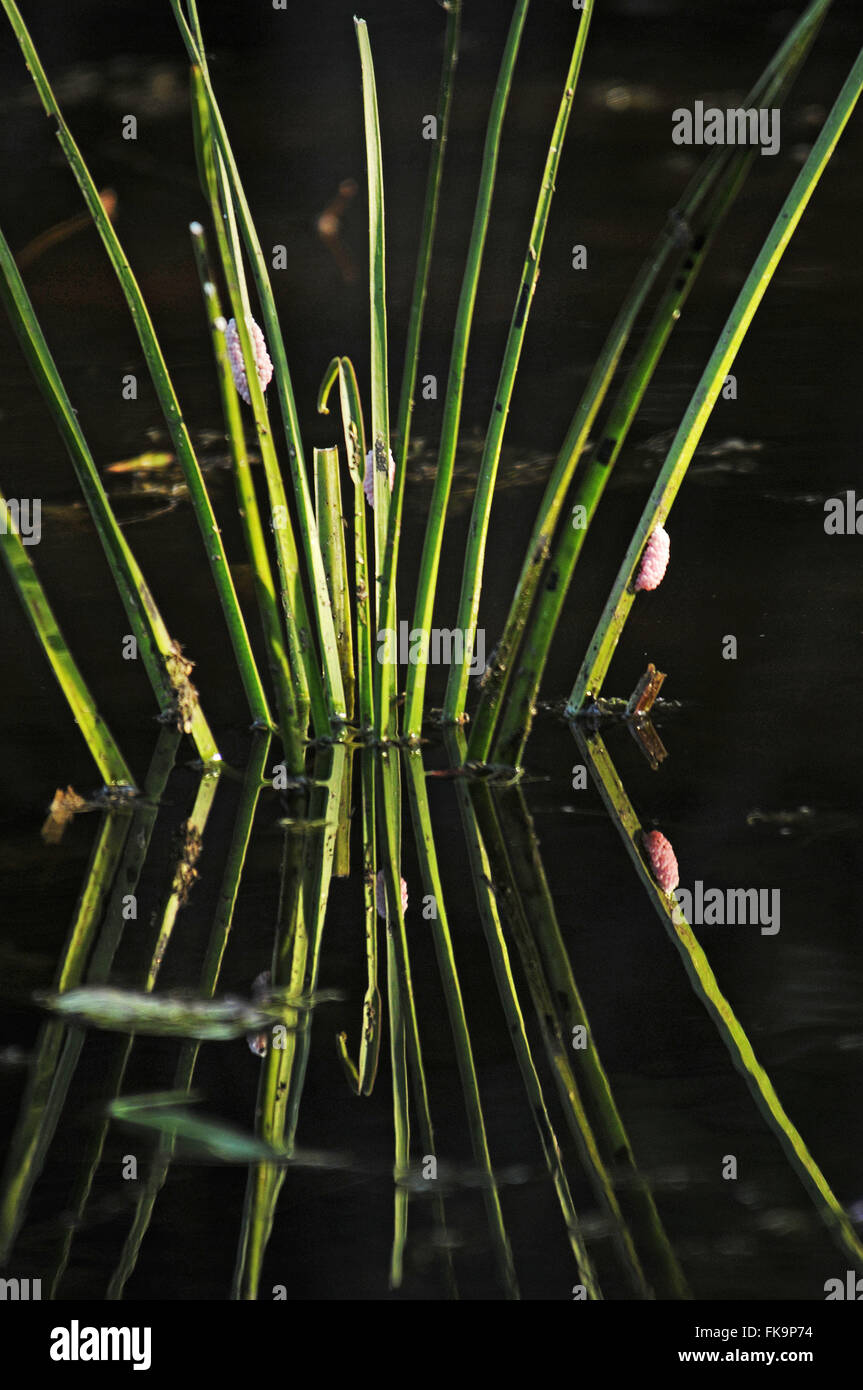 Vegetazione acquatica con uova sapo - Pantanal Sud Foto Stock