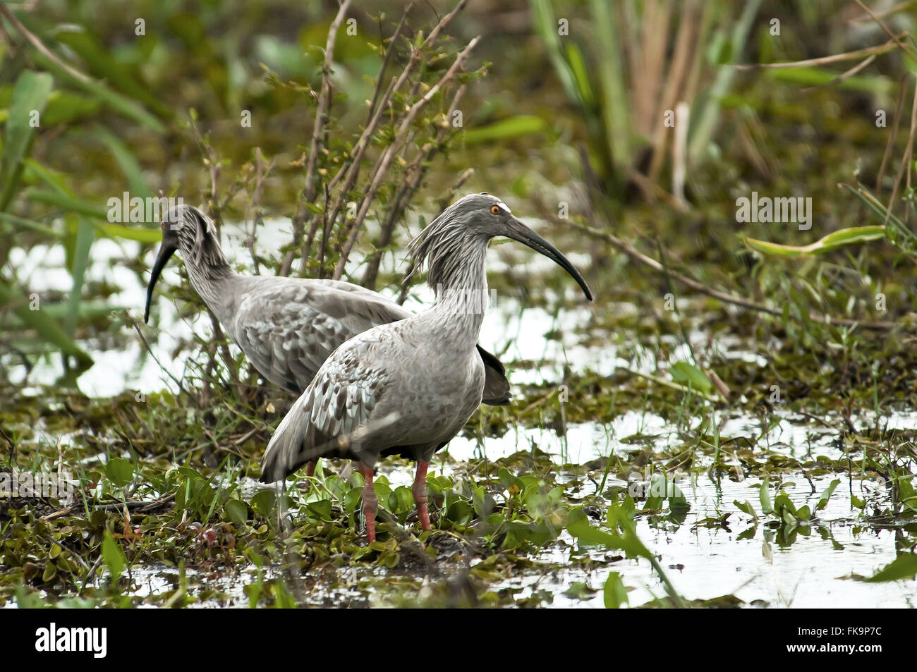 Curicaca-grigio - Theristicus caerulescens - Pantanal Sud Foto Stock