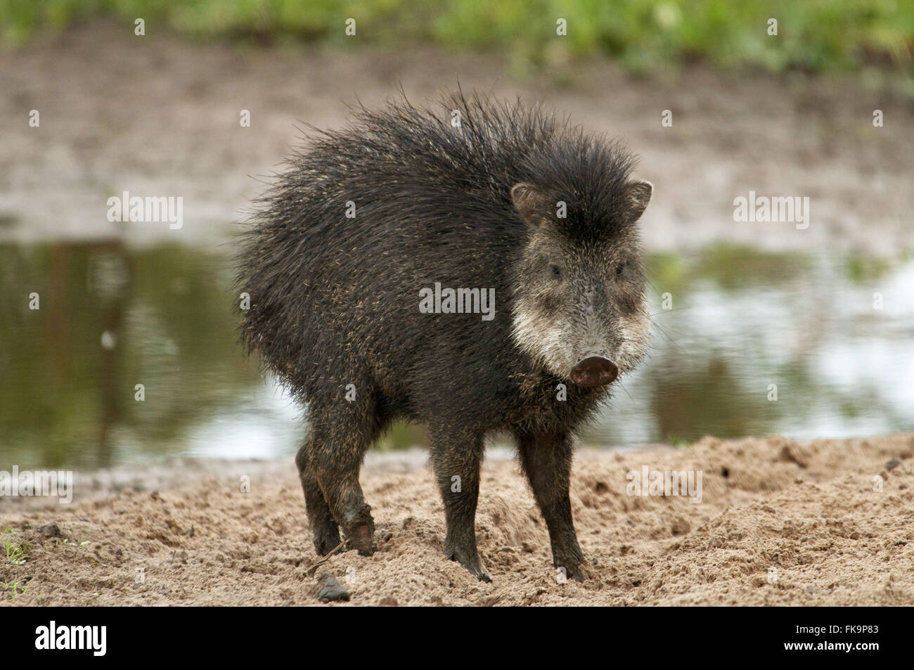 Pig-per-kill del Pantanal - Tayassu Tajacu Foto Stock