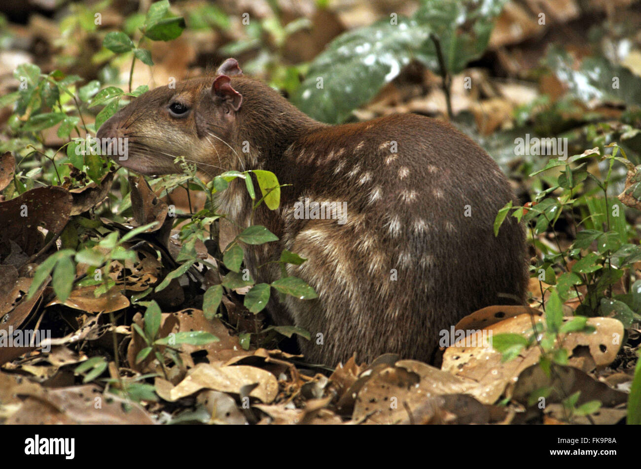 Paca nel Pantanal - cuniculus paca Foto Stock