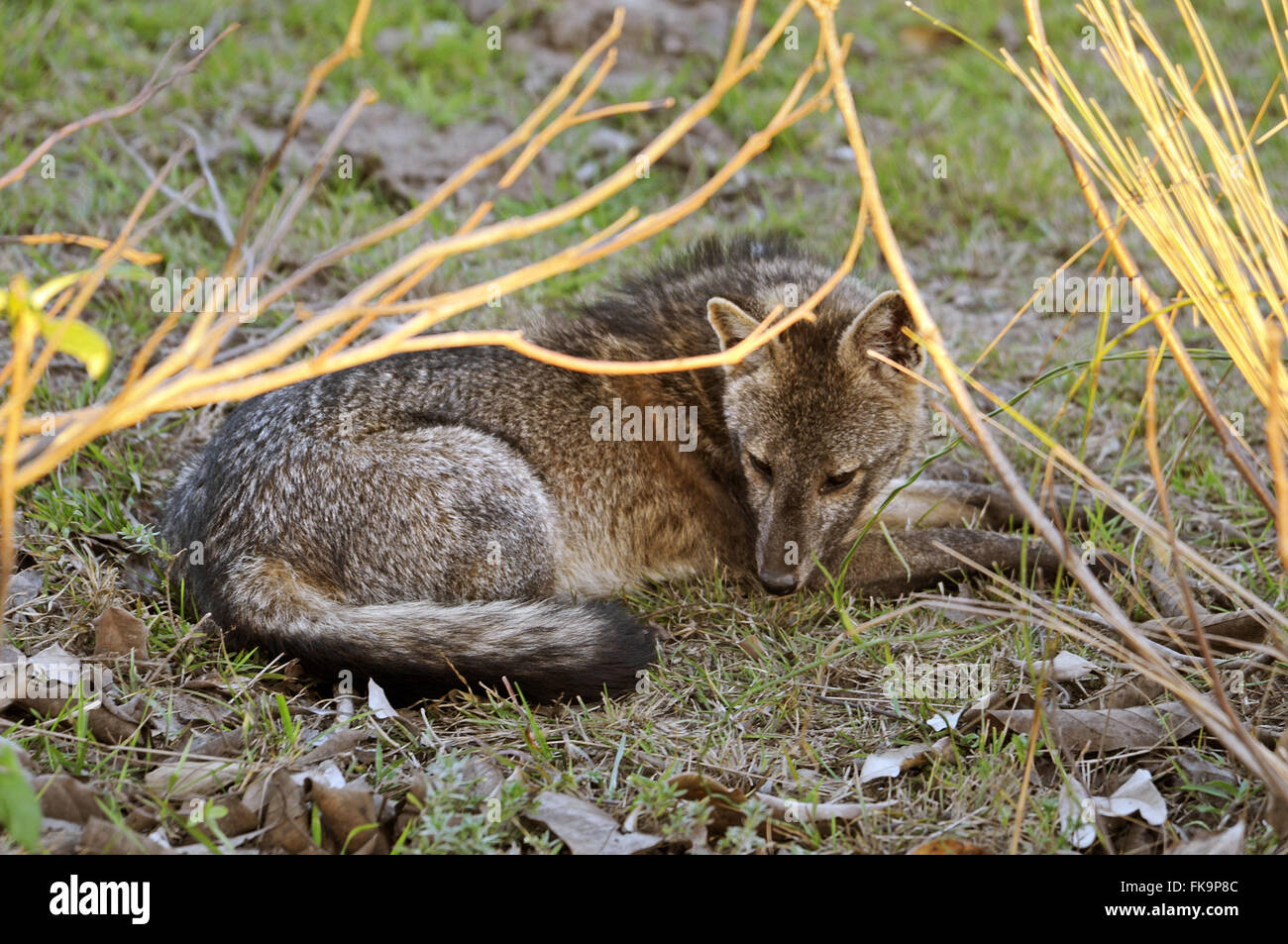 Cub Scout o cane selvatico nel Pantanal - cerdocyon cerdocyon Foto Stock