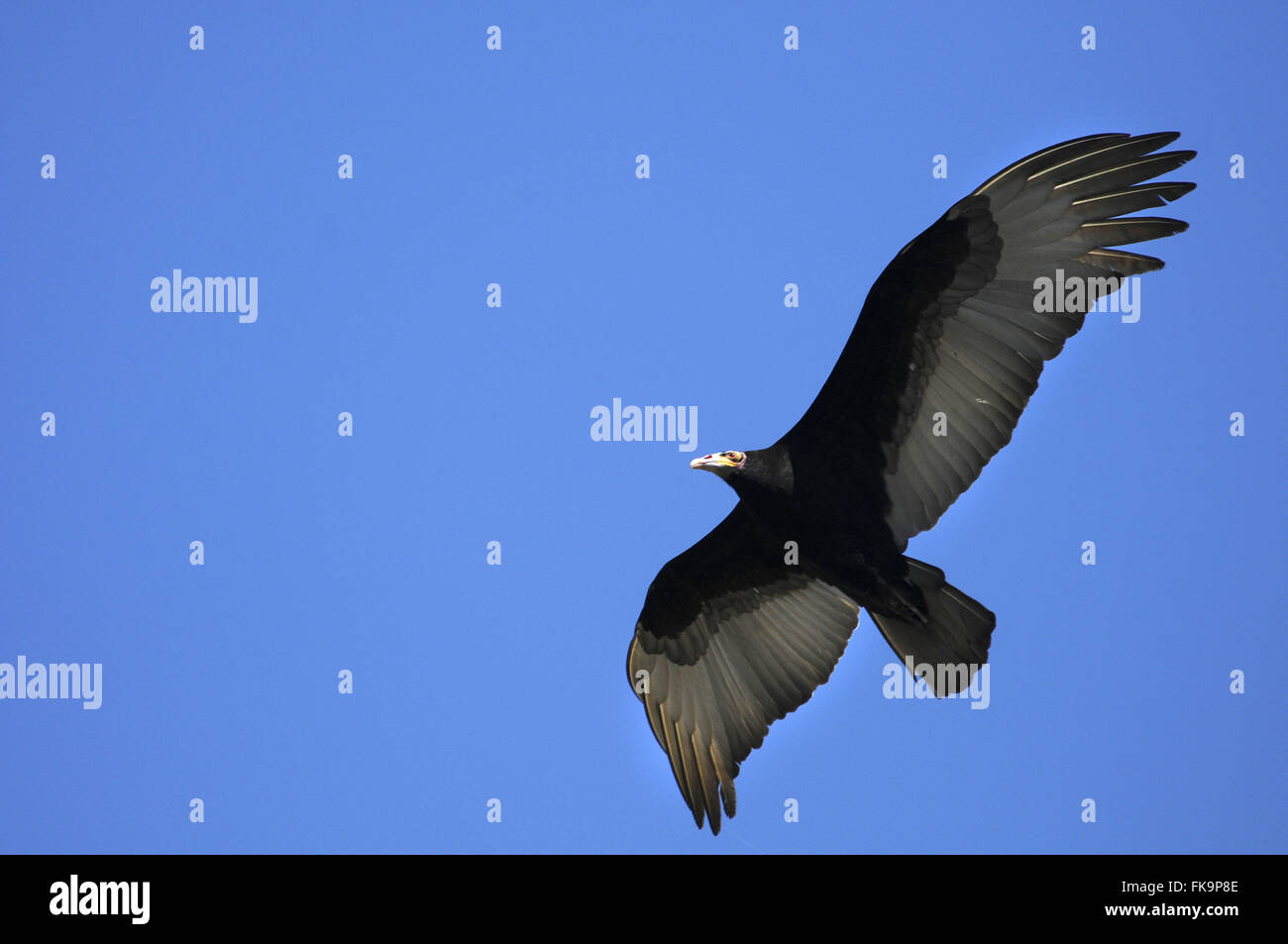Vulture battenti testa gialla - Pantanal sud - Cathartes burrovianus Foto Stock