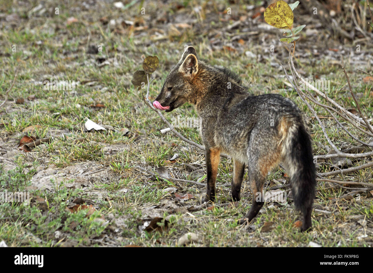 Cub Scout o cane selvatico nel Pantanal - cerdocyon cerdocyon Foto Stock