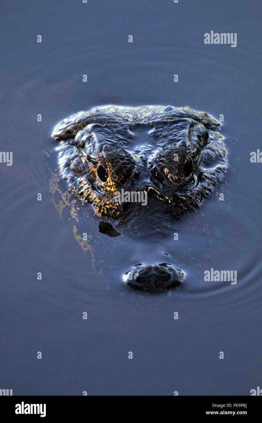 Jacare palude in Sud Pantanal - crocodilus Caimano yacare Foto Stock