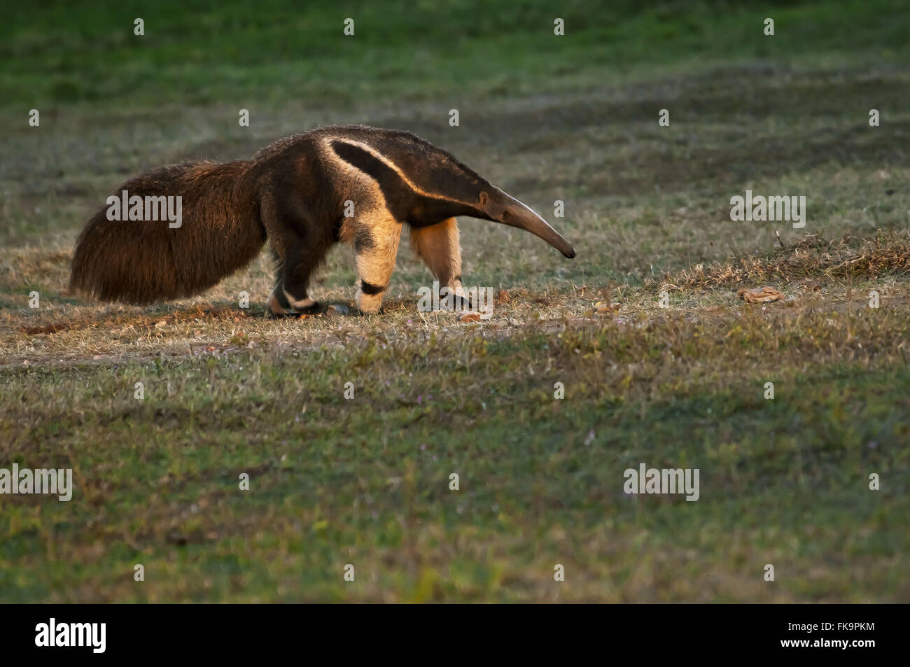 Anteater - minacciata di estinzione degli animali - Myrmecophaga tridactyla Foto Stock