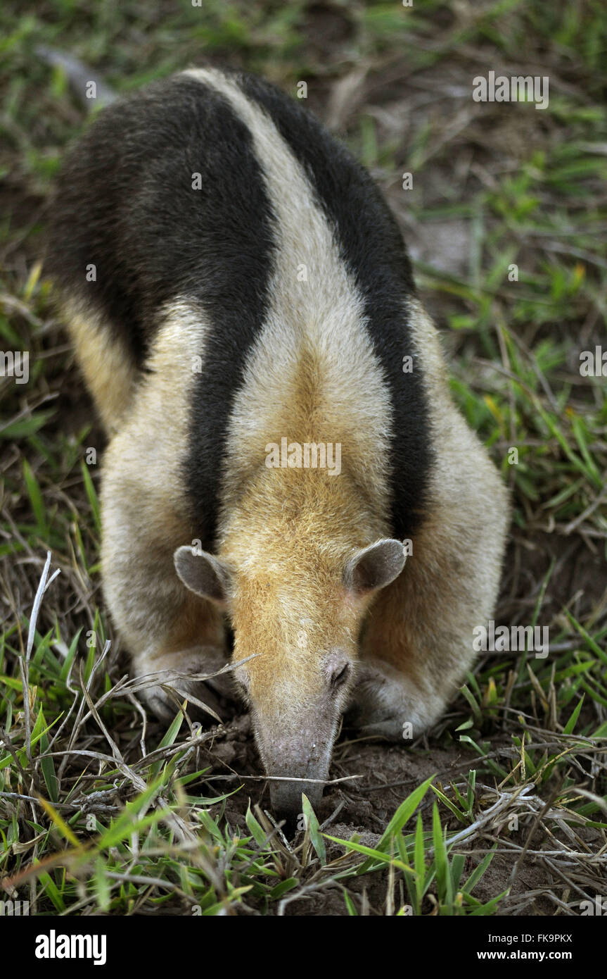 Anteater - Anteater tetradactyla Foto Stock