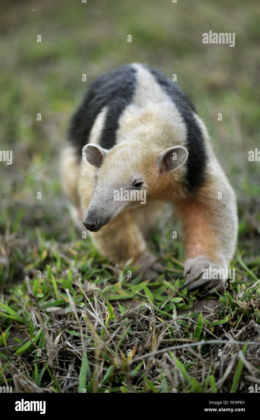 Anteater - Anteater tetradactyla Foto Stock