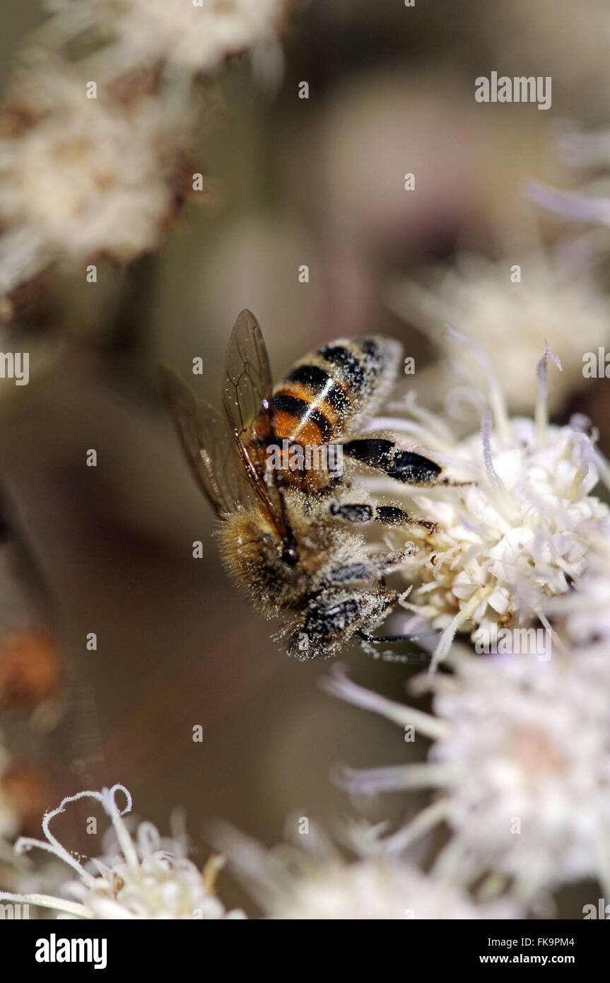 Bee impollinatori fiore Foto Stock