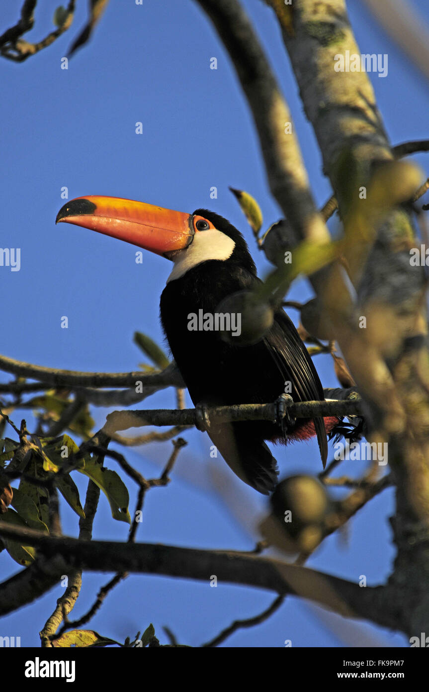 Toucan nella struttura ad albero nel Pantanal - Ramphastos toco Foto Stock