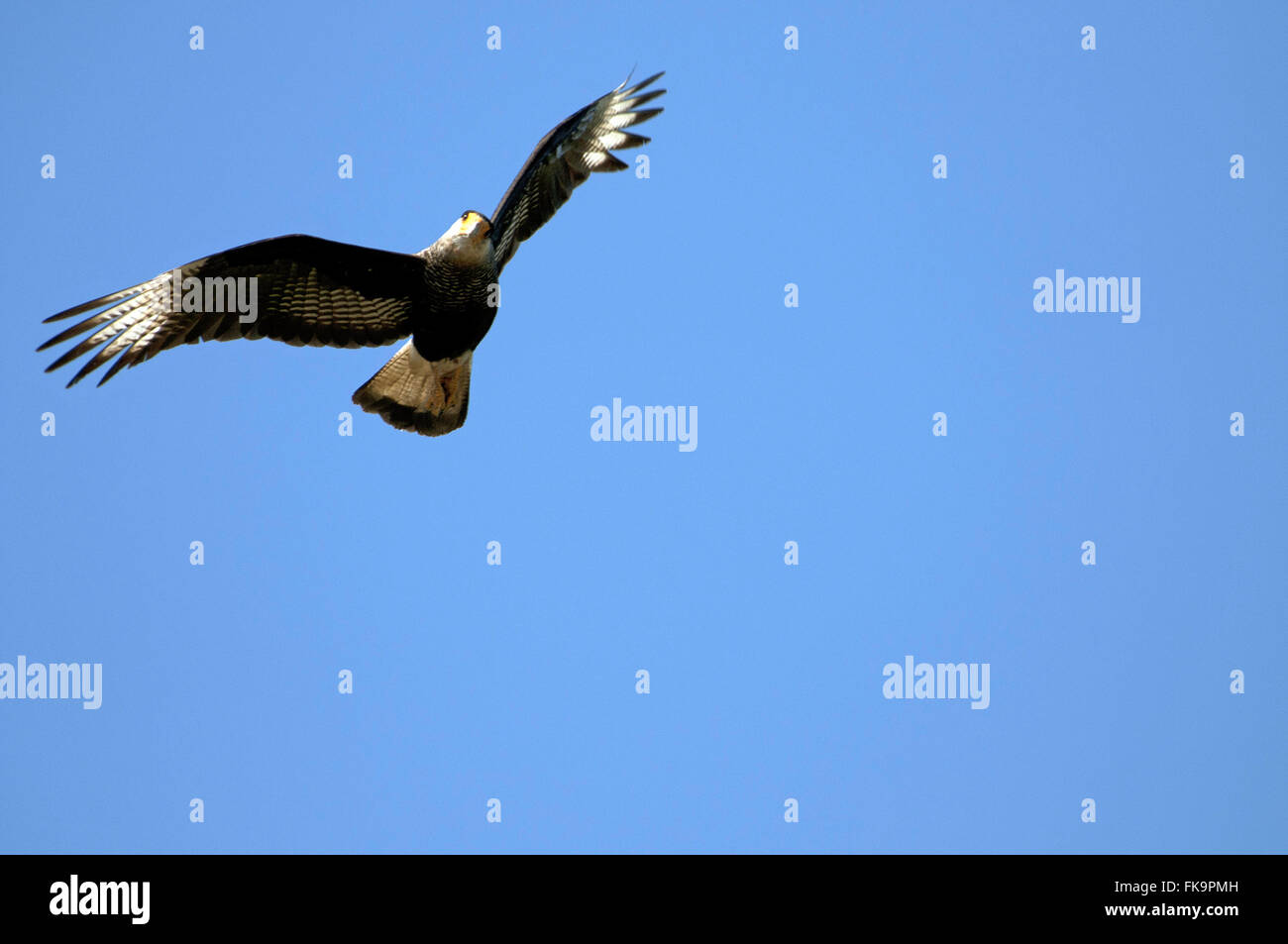 Carcara flying hawk - Pantanal sud - Polyborus plancus Foto Stock