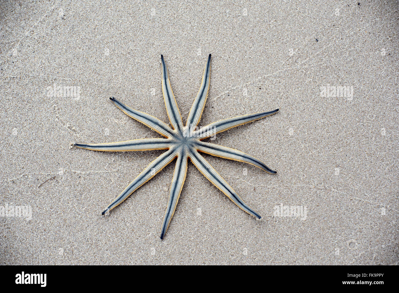 Star starfish nove armi - senegalensis Luidia Foto Stock