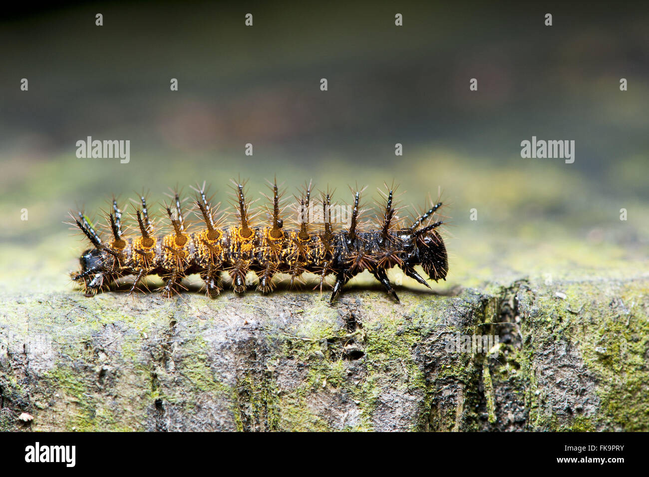 Caterpillar urticante sul ramoscello Foto Stock
