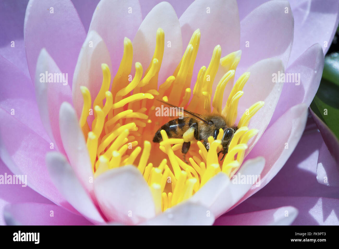 Ape su fiore di lotus - Apis mellifera Foto Stock