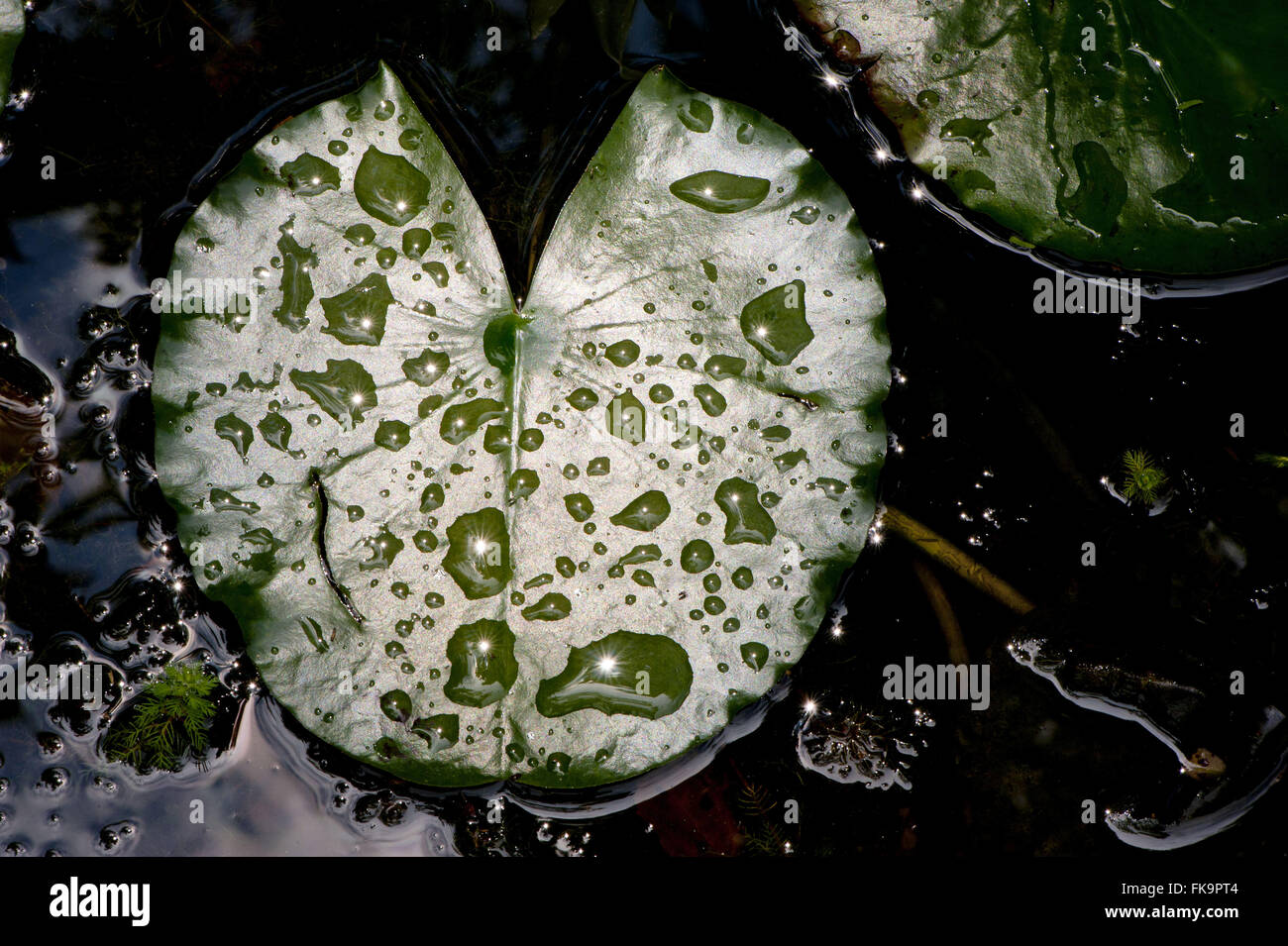 Foglio lily - pianta acquatica Foto Stock