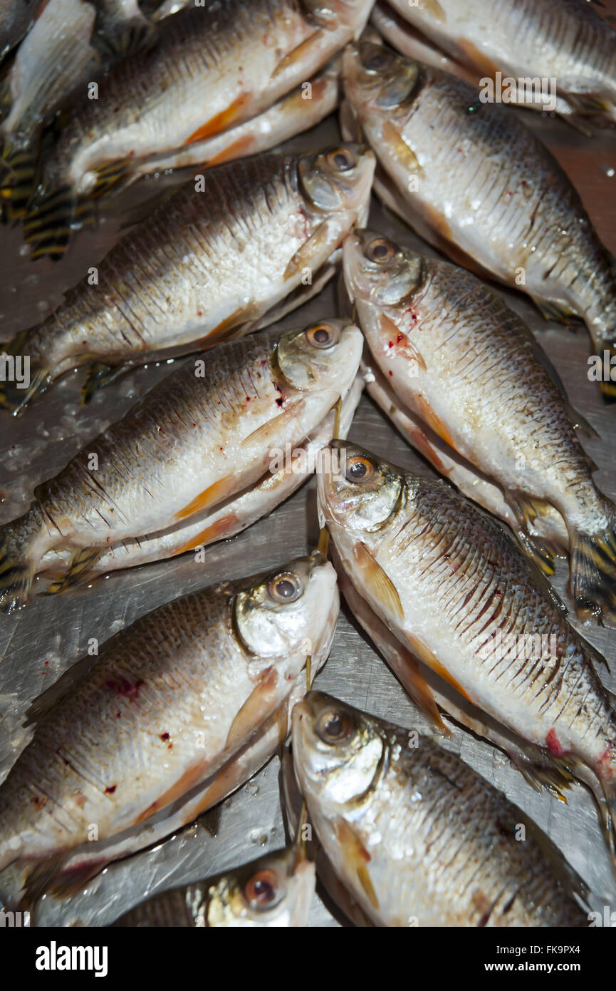 Il pesce per la vendita al mercato del pesce di Manaus Foto Stock