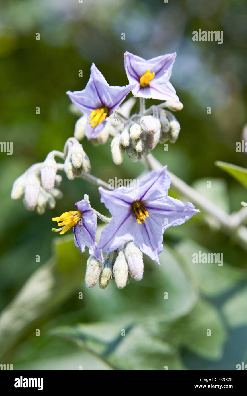 Flower lobeira - Solanum lycocarpum - noto anche come frutto-di-lupo Foto Stock