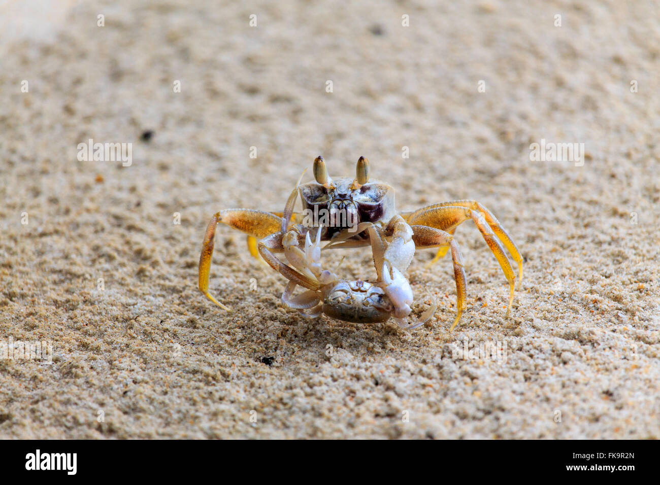 Thailandia granchi in una lotta mortale Foto Stock