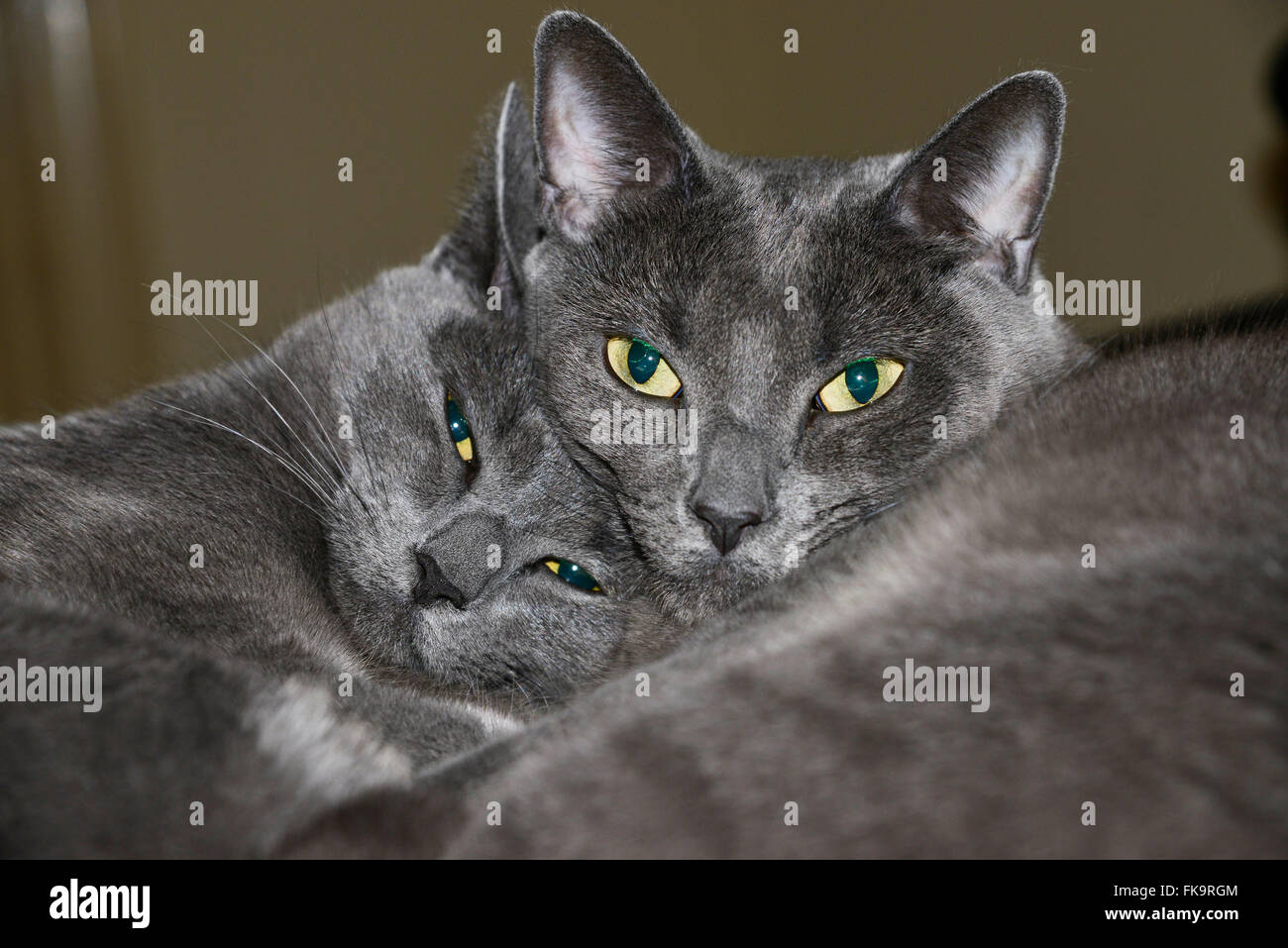 Gatti gemelli Foto Stock