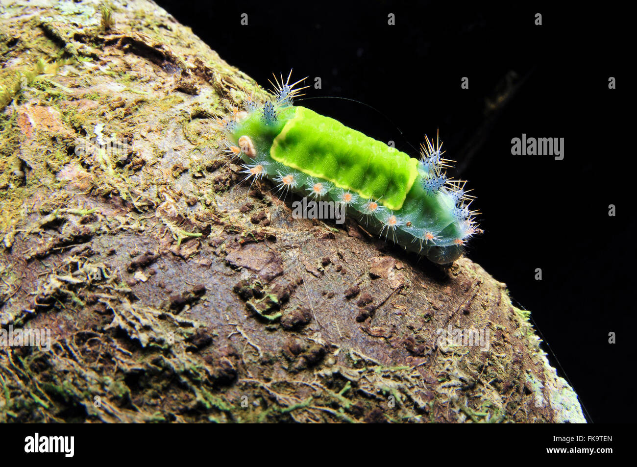 Hairy - caterpillar urticante sullo stelo Foto Stock