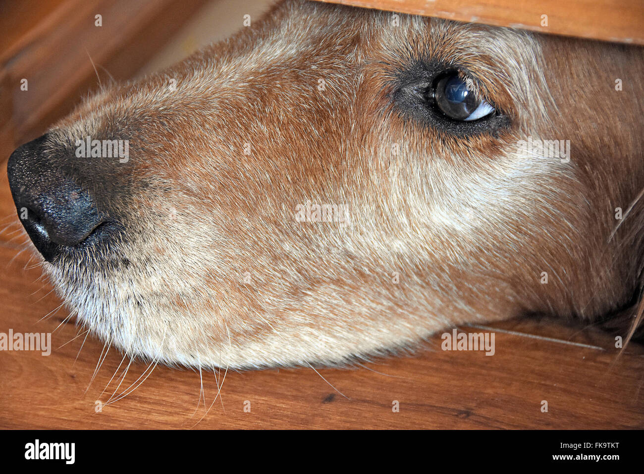 Close up di un golden retriever di naso spiata sotto una porta di legno. Foto Stock