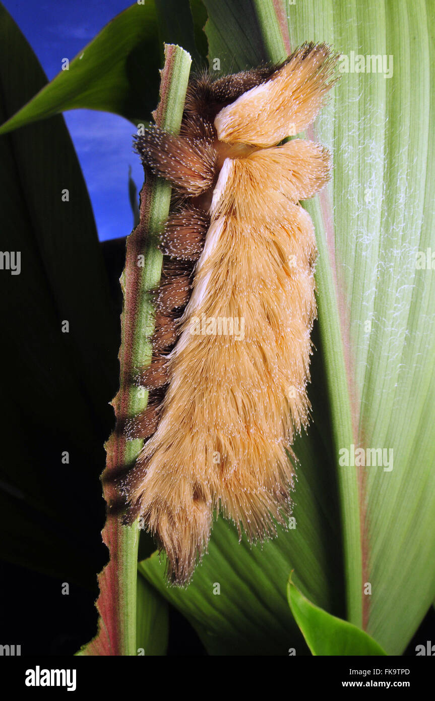 Caterpillar giovenca foglio Foto Stock