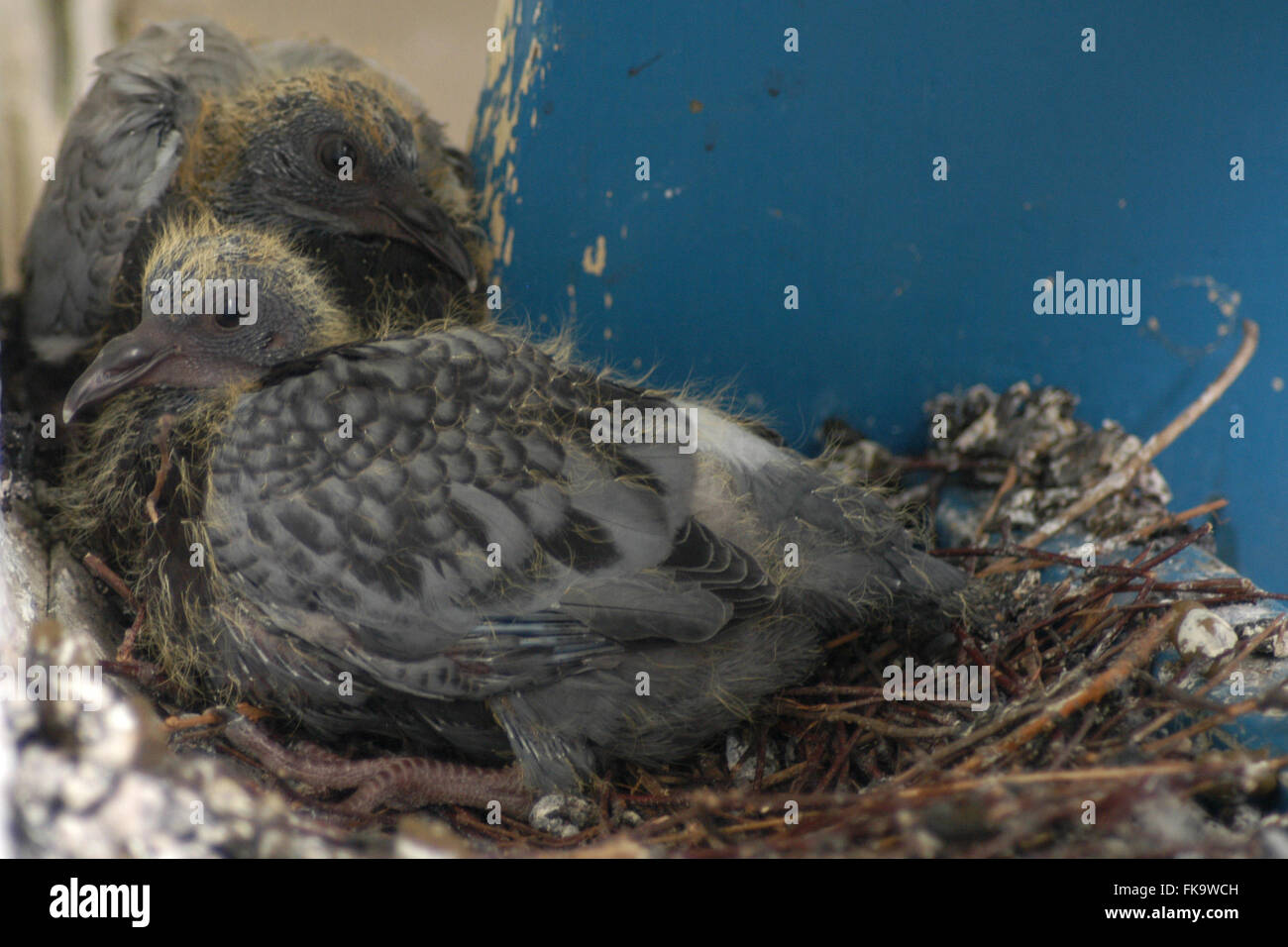 Due nuovi cuscini tratteggiata della roccia piccione (Columba livia) nel nido su un balcone urbano di Praga, Repubblica Ceca. Il nido è raffigurato 17 giorni dopo la prima seduta fuori tratteggiata e 16 giorni dopo la seconda seduta a tratteggio. Foto Stock