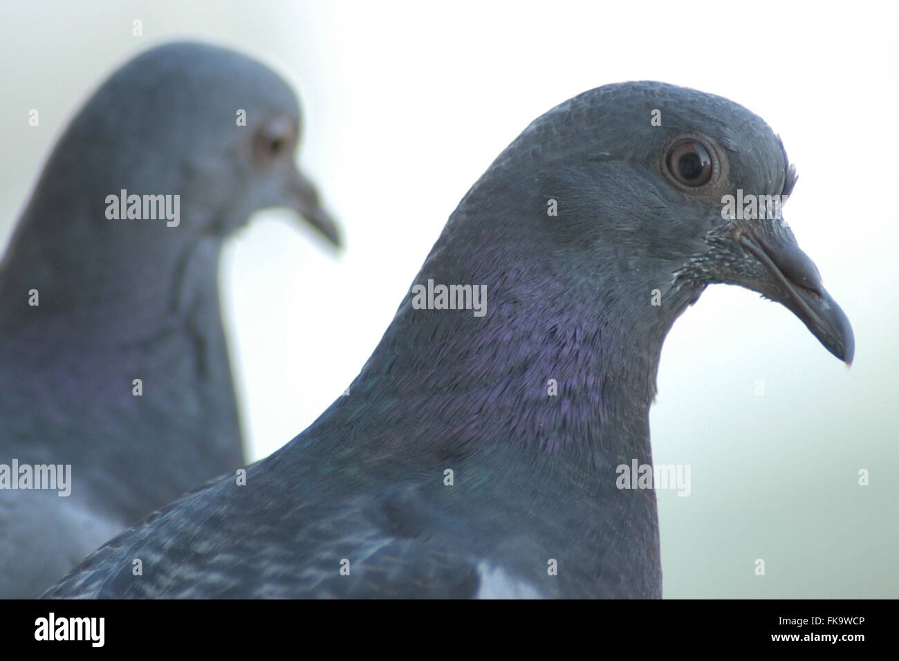 Due giovani piccioni di roccia (Columba livia) su un balcone urbano di Praga, Repubblica Ceca. I piccioni sono illustrati 31 giorni dopo il primo piccione a tratteggio e trenta giorni dopo la seconda tratteggiata piccione. Foto Stock