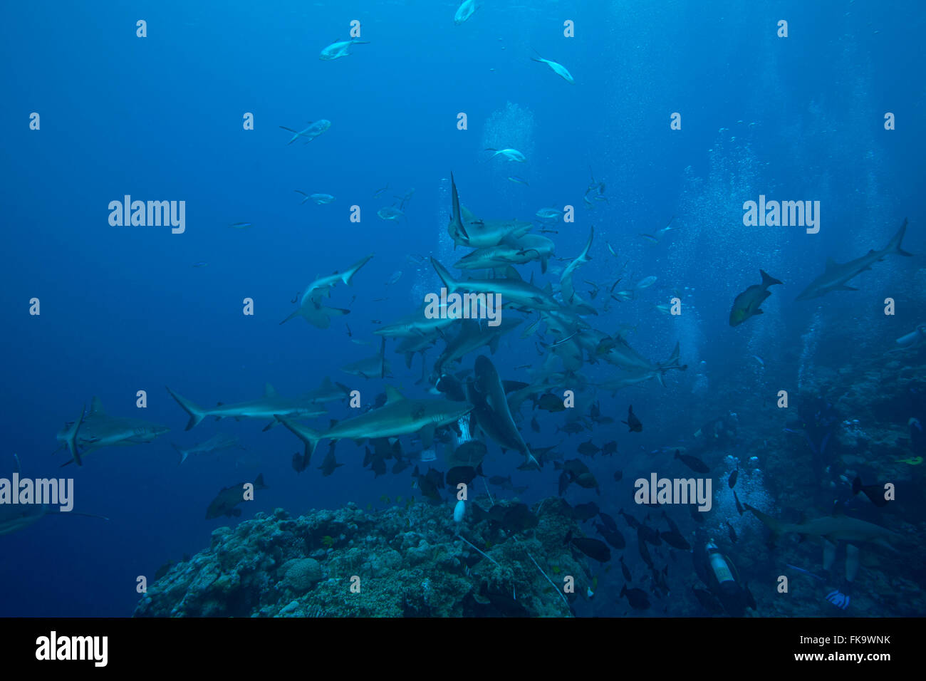 Alimentazione degli squali a nord del Corno, Osprey Reef. Principalmente lo squalo grigio di barriera (Carcharhinus amblyrhynchos) Foto Stock