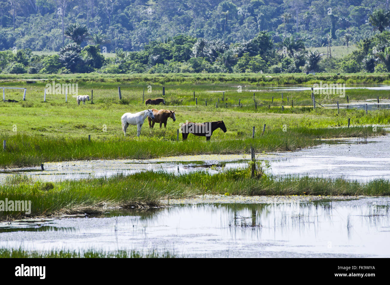 I cavalli di acqua potabile nel torrente in upstate Foto Stock