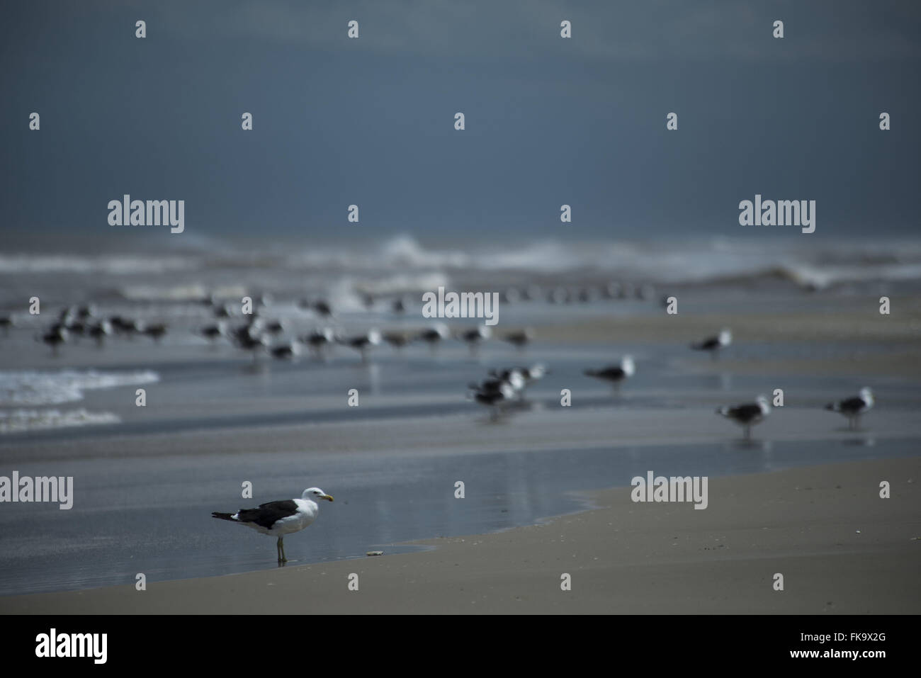 I Gabbiani sul mare - uccelli migratori Foto Stock