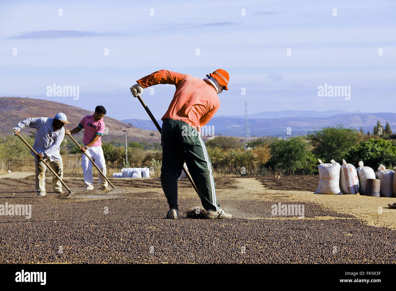 Lavoratori rurali nel cantiere di essiccazione cafe nell'Bahiana backlands Foto Stock